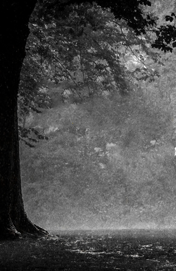Rainy Forest Black and white